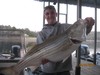 (04/18/2014) - Nice Striped Bass